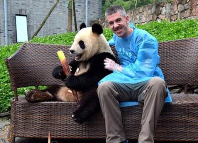 در چین کجا می توانیم پاندا ببینیم؟ در چین کجا می توانیم پاندا ببینیم؟